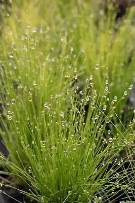 Scirpus Isolepsis (Fibre Optic Plant) - Marginal Pond Plants  - Pond Plants -... • £3.90