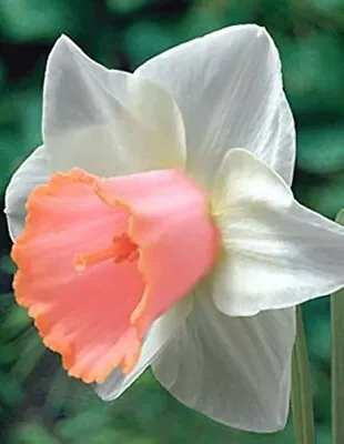 DAFFODIL SALOME '-x 10 Bulbs  • £9.95