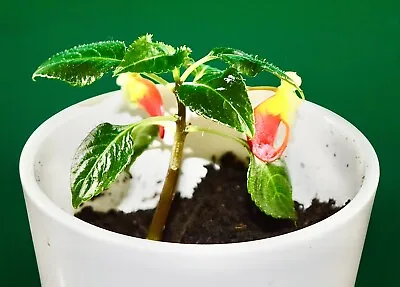 Small Rooted Rare Beautiful Parrot Plant Impatiens Niamniamensis • £15