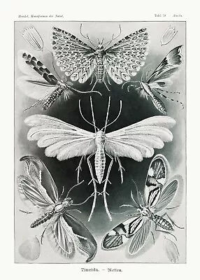 Ernst Haeckel :  Tineida - Moths  (1904) — Giclee Fine Art Print • $49.99