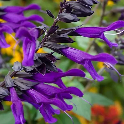 Salvia Amistad Perennial Plug Plants Pack X6 • £6.95