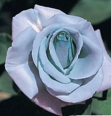 Blue Girl Rose Bush Live Starter Plant HYBRID T!  Bare Root! • $29.99