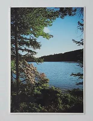 Guilder Pond Mt Everett Mountain Laurel Appalachian Mt Washington MA Postcard  • $7