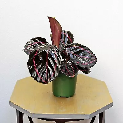 LIVE Calathea Roseopicta Eclipse Indoor Houseplant In 4  Growers Pot • $18.95