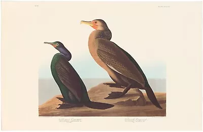 Audubon Abbeville Ed Double Elephant Folio Litho Pl 412 Violet-green Cormorant • $75