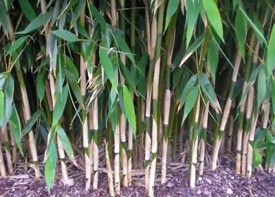 Fargasia JUMBO STEM Bamboo Clump 3-6 Stems Live Root Ball Clump • £13.99