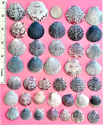 $6.99 • Buy 35 Calico Scallop Seashells Grays & Gray Patterned Sea Shells - Sanibel CRAFTS