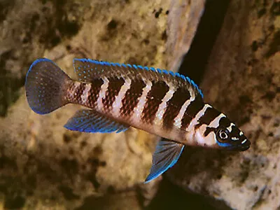 Lamprologus Cylindricus Tanganyika Cichlid 4cm • £20