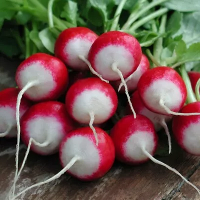 Radish - Poloneza - Kings Seeds Pictorial Pack - 1000 Seeds • £1.80