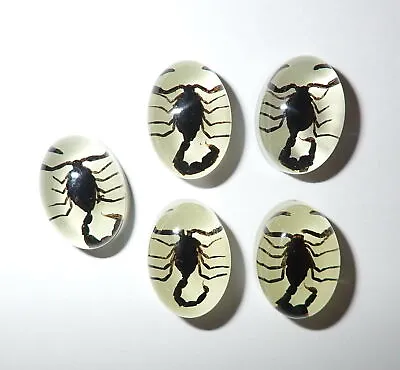 Insect Cabochon Black Scorpion Oval 12x18 Mm Glow In The Dark 5 Pieces Lot • £13.99