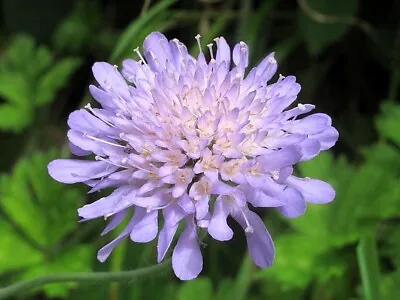 Field Scabious Knautia Arvensis Lavender Blue 125 Seeds+4  FREE PLANT LABEL  • £0.99