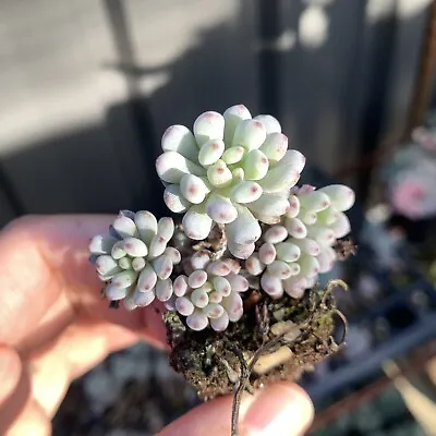 Graptopetalum Pachyphyllum Bluebean 蓝豆- Succulents Delight Plant • $8.99