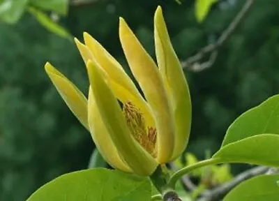 Magnolia Acuminata | Cucumber Tree | 10_Seeds • $7.95