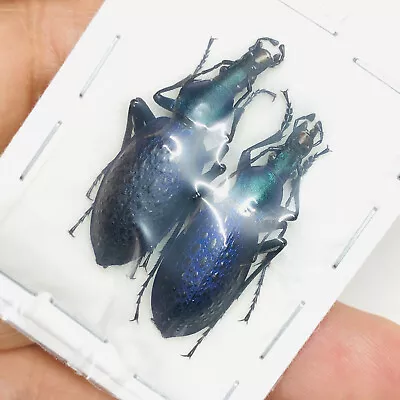 Carabus (Coptolabrus) Smaragdinus From Benxi Liaoning  1784 • $9.99