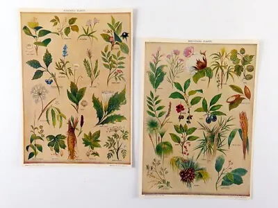 1913 Botanical Prints Set Poisonous Plants Industrial Plants Vintage Art Prints • $45