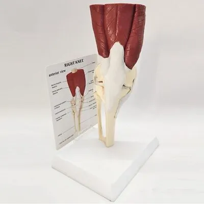 Life Size Human Knee Joint Anatomical Model Muscle Ligament Bones Skeleton Teach • $94.79