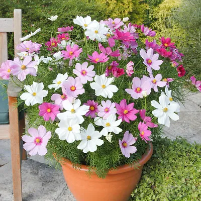 50 UK Mixed Dwarf Cosmos Flower Seeds To Plant Grow In Pots Planters & Gardens • £3.29