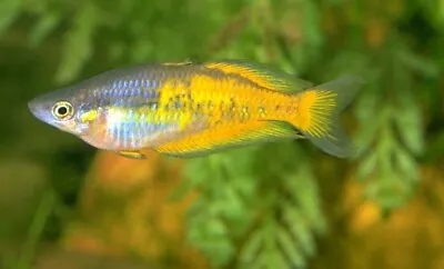 Parkinsoni Rainbow Fish Melanotaenia Parkinsoni 4cm • £10
