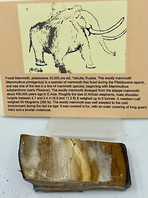 Ice Age Woolly M. Slice Primigenius Not Mastodon A2 • $19.95