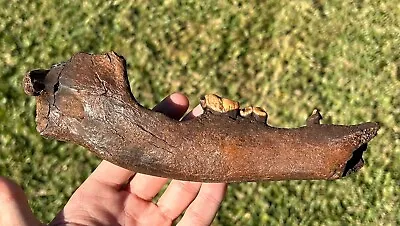 RARE Fossil DIRE WOLF Jaw With Teeth Florida Pleistocene Carnivore Saber Cat • $599.99