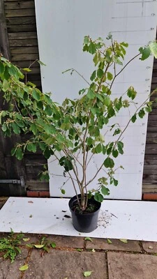 £36 • Buy Witch Hazel (Hamamelis Arnolds Promise) Striking Winter Spring Flowers Potted