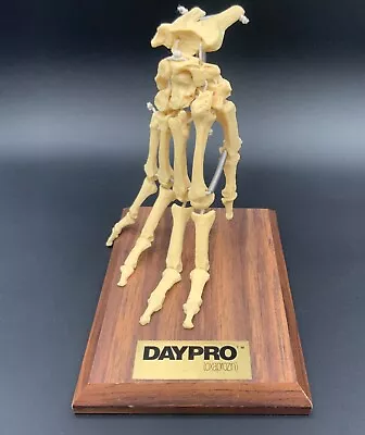 DAYPRO Medical Anatomical Life-size Human Hand Joint Study Skeleton Model • $55