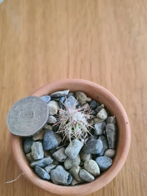 £3.99 • Buy Cute Little Opuntia Stanlii Cactus