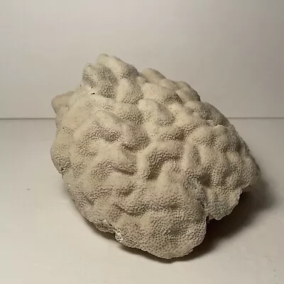 Small Brain Coral Aquarium Sea Decor Tank Display 5  X 6  • $22