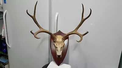 21 0/8 Wide 4x4 Colorado MULE DEER RACK Antlers Whitetail Mount Sheds Taxidermy • $100