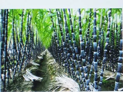 $2.29 • Buy Sugar Cane Seeds * Rum * Syrup * Rock Candy * Sugar Crystals * 6-18 Feet Tall *