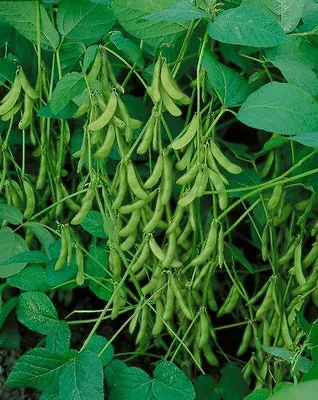  Be Sweet  Japanese Edamame Soy Bean Seeds | USA Chinese Asian Vegetable • $2.85