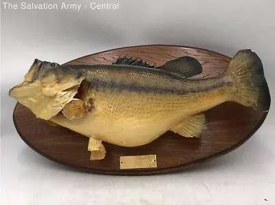 Real Golden Largemouth Wooden Base Wall Mount Basil Kirk Taxidermy Fish • $61