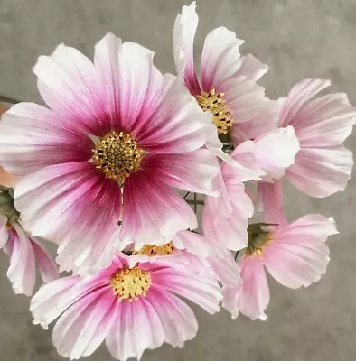 50 Daydream Cosmos Seeds  • £2.39