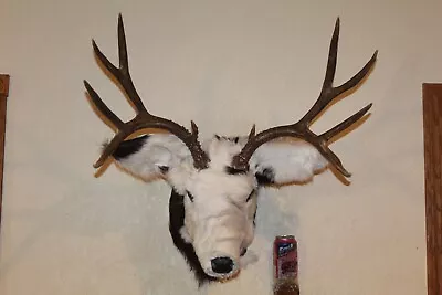 Novelty Mule Deer Steer Head Shoulder Mount Taxidermy Shed Antler Hunt Whitetail • $285