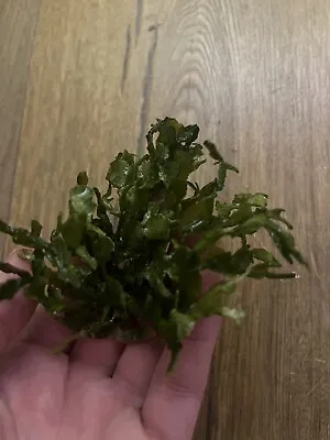 Marine Macro Algae Halimeda Cactus Algae Rooted - Not Cut | Display | Refugium • £15