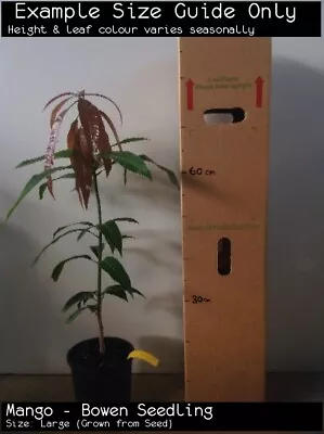 $44.27 • Buy Mango - Bowen Seedling (Mangifera Indica) Fruit Tree Plant