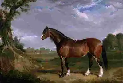 Herring J F Sr A Clydesdale Stallion A4 Photo • £8.99