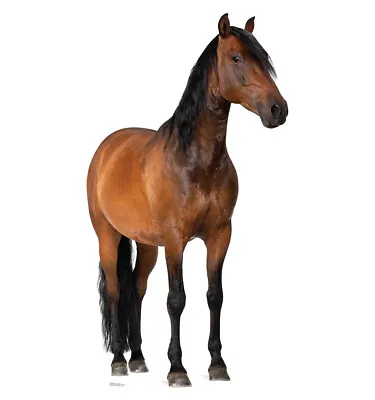 HORSE Lifesize Standup Standee Cardboard  CutOut Prop Thoroughbred  Large West • $49.95