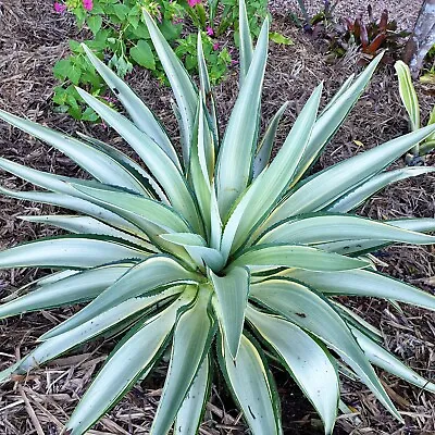 Agave Desmettiana * JOE HOAK * Variegated Succulent Plant • $22.50