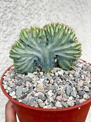 6” Beautiful Color Crested Myrtillocactus Geometrizans | Live Cactus • $69.99