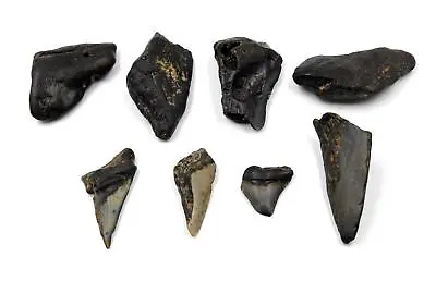 MEGALODON TEETH Lot Of 8 Fossils W/8 Info Cards SHARK #15720 16o • $39.99