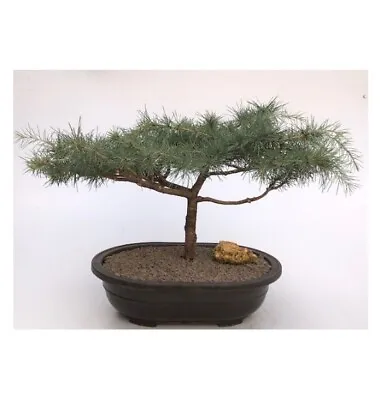 Deodar Cedar Snow Sprite Outdoor Bonsai Tree Cedrus Deodara 33 Y.o. 20  Tall • $460.95