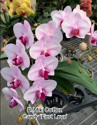 $15 • Buy FPOrchids Phal. Miki Cotton Candy 'First Love'  - Tubestock