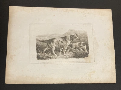 £9.99 • Buy Etching By Samuel Howitt DOGS