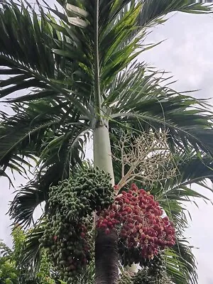 Christmas Palm Tree Adonidia Merrilii 30 Fresh Seeds • $20