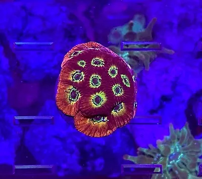 Flame Boy Favia Frag - Bright Red With Pops Of Color! Live Coral Frag LPS Reef • $36