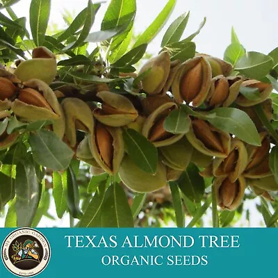 $9.90 • Buy Texas Almond Tree Organic Seeds, 5+ Count Texas Almond Tree Seed