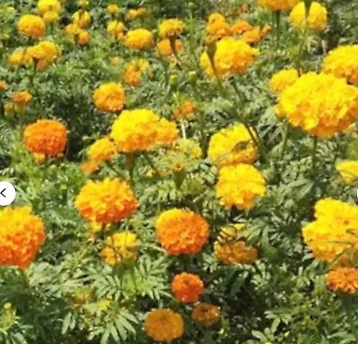 Giant 4' African Marigold Orange Yellow Crackerjack Mix 50 FRESH 2022 SEEDS • $2.95