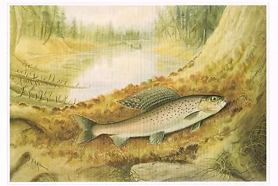 Arctic Grayling Vintage Fish Print S.A. Kilbourne Old Picture 1990 CNHPF#109 • $4.96