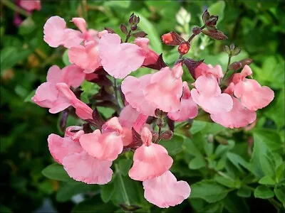 Pink Salvia Shrub X Greggii * Salmon Dance * 12cm Pot * Aromatic Leaves * • £8.99